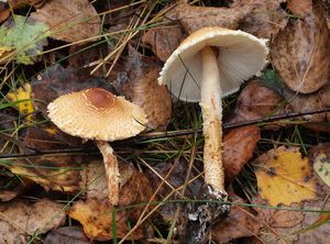 Bedla nažloutlá - Lepiota magnispora Murrill 1912