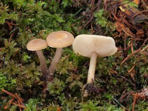 Strmělka vonná - Clitocybe fragrans (With.) P. Kumm. 1871