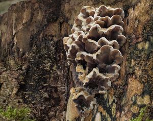 Boltcovitka mozkovitá - Auricularia mesenterica (Dicks.) Pers. 1822