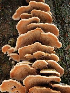 Ostnateček okrový - Steccherinum ochraceum (Pers.) Gray