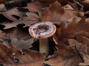 Klikni pro velký obrázek