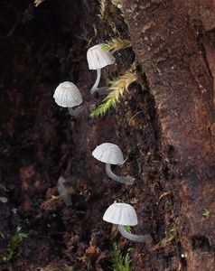 Helmovka přeútlá - Mycena tenerrima (Berk.) Quél. 1872