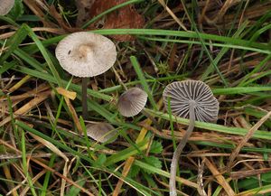 Helmovka šedolupenná - Mycena aetites (Fr.) Quél. 1872