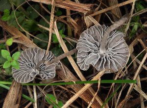 Helmovka šedolupenná - Mycena aetites (Fr.) Quél. 1872