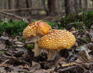 Muchomůrka královská - Amanita regalis (Fr.) Michael 1904