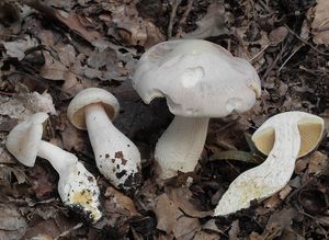 Závojenka olovová - Entoloma sinuatum (Bull.) P. Kumm. 1871