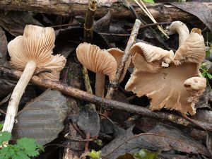 Závojenka páchnoucí - Entoloma nidorosum (Fries) Quélet