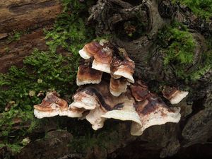 Ostnateček Bourdotův - Steccherinum Bourdotii Saliba & A. David 1988