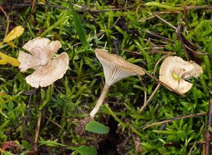 Strmělka pahorečná - Clitocybe collina (Velen.) Klán 1979