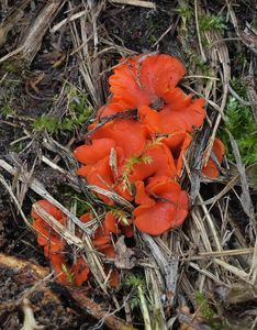 Poduškovka vyklenutá - Pulvinula convexella (P. Karst.) Pfister 1976