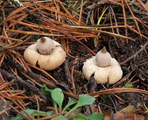 Hvězdovka vypouklá - Geastrum elegans  Vittad.(1842)