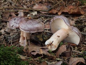 Ryzec severský - Lactarius trivialis (Fr.) Fr. 1838