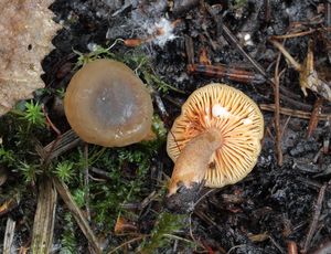 Ryzec olšový - Lactarius obscuratus (Lasch) Fr. 1838