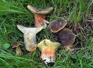 Hřib parkový - Hortiboletus bubalinus (Oolbekk. & Duin) L. Albert & Dima 2015