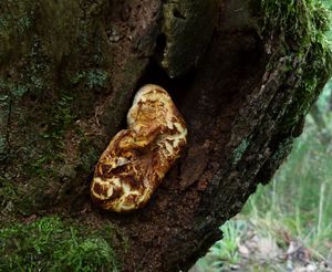 Pstřeňovec dubový - Buglossoporus pulvinus (Pers.) Donk