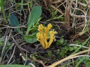 Kyjovečka růžkovitá - Clavulinopsis corniculata (Schaeff.) Conner 1