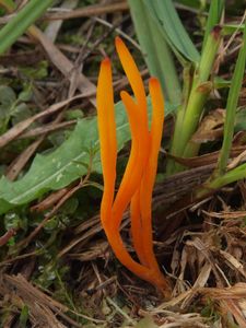 Kyjovečka vřetenovitá - Clavulinopsis fusiformis (Sowerby) Corner 1950