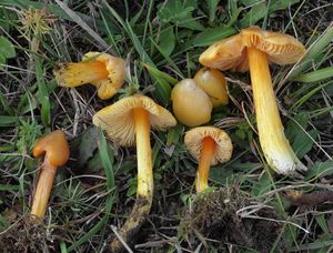 Voskovka stálá - Hygrocybe acutoconica (Clem.) Singer 1951