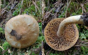 Vláknice dymnivková - Inocybe corydalina Quél. 1875