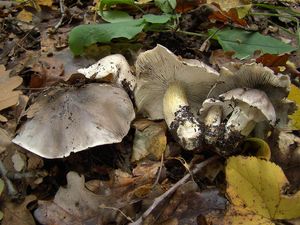 Čirůvka havelka - Tricholoma portentosum (Fr.) Quél. 1873
