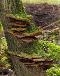 Ohňovec rybízový - Phellinus ribis syn. Phylloporia ribis