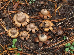 Hvězdovka kvítkovitá - Geastrum floriforme