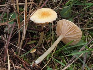 Závojenka uhlazená - Alboleptonia sericella (Fr.) Largent & R.G. Benedict