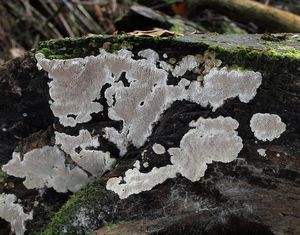 Pórnatka popelavá - Cinereomyces lindbladii (Berk.) Jülich