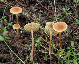 Třepenitka prodloužená - Hypholoma elongatum (Pers.) Ricken