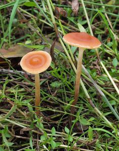 Třepenitka prodloužená - Hypholoma elongatum (Pers.) Ricken