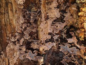 Pevníkovec ztlustlý - Amylostereum areolatum  (Chaillet ex Fr.) Boidin 1958