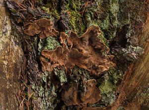 Pevníkovec ztlustlý - Amylostereum areolatum  (Chaillet ex Fr.) Boidin 1958