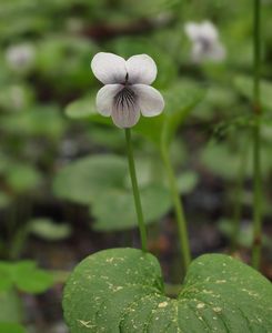 Violka bahenní (Viola palustris L.)