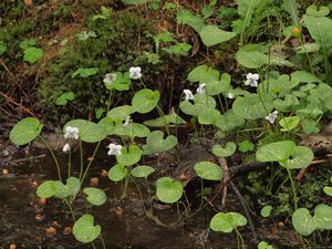 Violka bahenní (Viola palustris L.)