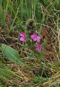 Všivec lesní (Pedicularis sylvatica)