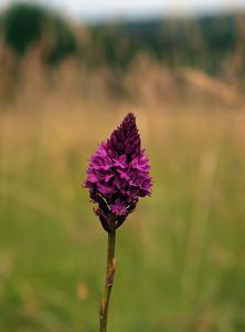 Rudohlávek jehlancovitý (Anacamptis pyramidalis)