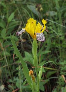 Kosatec různobarvý (Iris variegata)