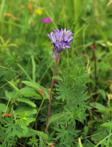 Zvonek klubkatý (Campanula glomerata L.)