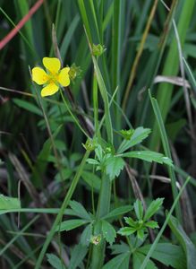 Mochna nátržník (Potentilla erecta (L.) Hampe)