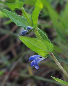 Šišák vroubkovaný (Scutellaria galericulata L.)