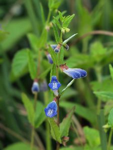 Šišák vroubkovaný (Scutellaria galericulata L.)