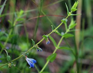 Šišák vroubkovaný (Scutellaria galericulata L.)