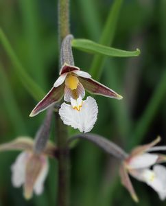 Kruštík bahenní (Epipactis palustris Cr.)