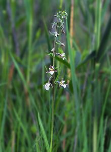 Kruštík bahenní (Epipactis palustris Cr.)