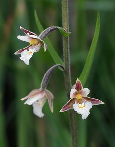 Kruštík bahenní (Epipactis palustris Cr.)