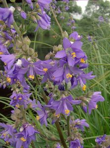 Jirnice modrá  (Polemonium coeruleum )