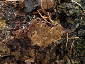 Ohňovec smrkový - Phellinus chrysoloma (Fr.) Donk