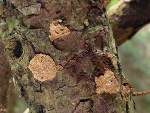 Ohňovec smrkový - Phellinus chrysoloma (Fr.) Donk