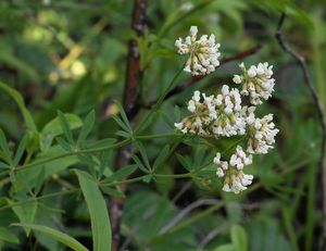 Bílojetel pětilistý (Dorycnium pentaphyllum Scop.)