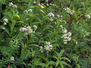 Bílojetel pětilistý (Dorycnium pentaphyllum Scop.)